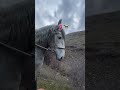 #рекомендации #врек #втоп #reels #лошади #конь #нашида #нашид