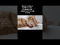 飼い猫に助けてもらった話 #うちの子になってくれてありがとう