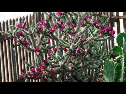 Video: Uzgajanje kaktusa Opuntia - Saznajte više o vrstama Opuntia u vrtovima
