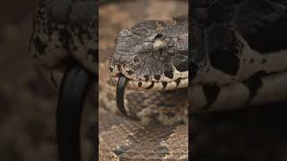 death adder snake 🥶 #popular #viral #animals #tranding #viralvideo #snake