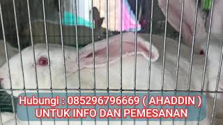 Download Lagu Jual Kelinci Pedaging, Kotoran Dan Kencing Kelinci di Medan, Sumatera Utara | 085296796669 #Kelinci MP3