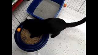Lacey -- playful sweetheart kitty {{ Adopted!! }}