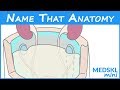 Name That Anatomy - Episode 190