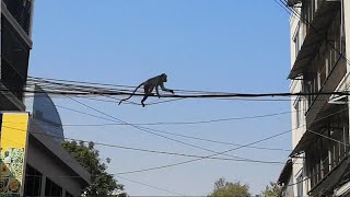Monkeys are looking for food in the streets of Phnom Penh Cambodia by StreetWorld Cats 146 views 3 years ago 3 minutes, 30 seconds