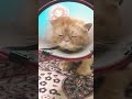 #cat #funny #cutecat #cutecat #bayan #historicalbayanat #cute #djbeats #allbayan #musicproduction