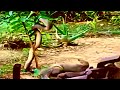 King cobra vs big mongoose ultimate fightking cobra win this time