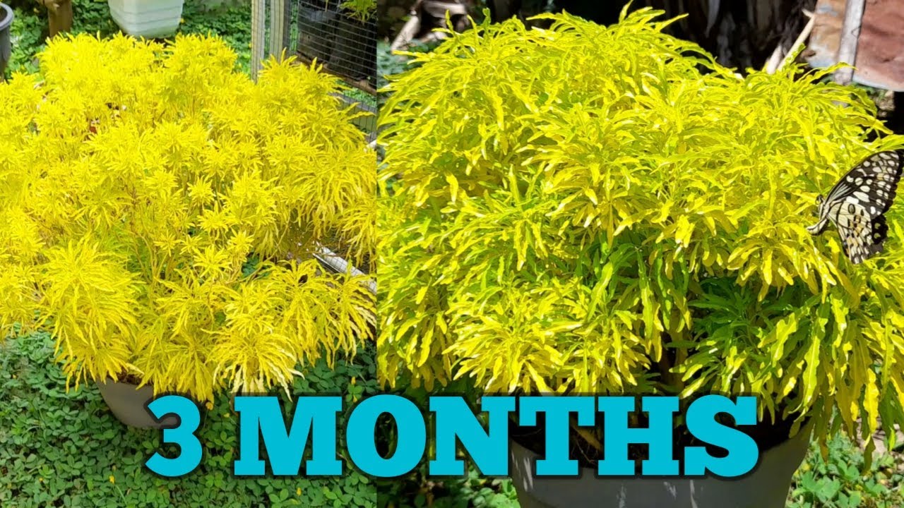 Brokoli Kuning/Golden Aralia : Meremajakan Indukan Dengan Cara Memangkas