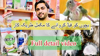 How to hand feed any parrot chicks  | Grey parrot| Green ringneck| Raw/alexandrine parakeet