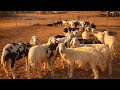 One Hour Of Farm Calm Sheep Lambs With Ducks Camels And Chickens