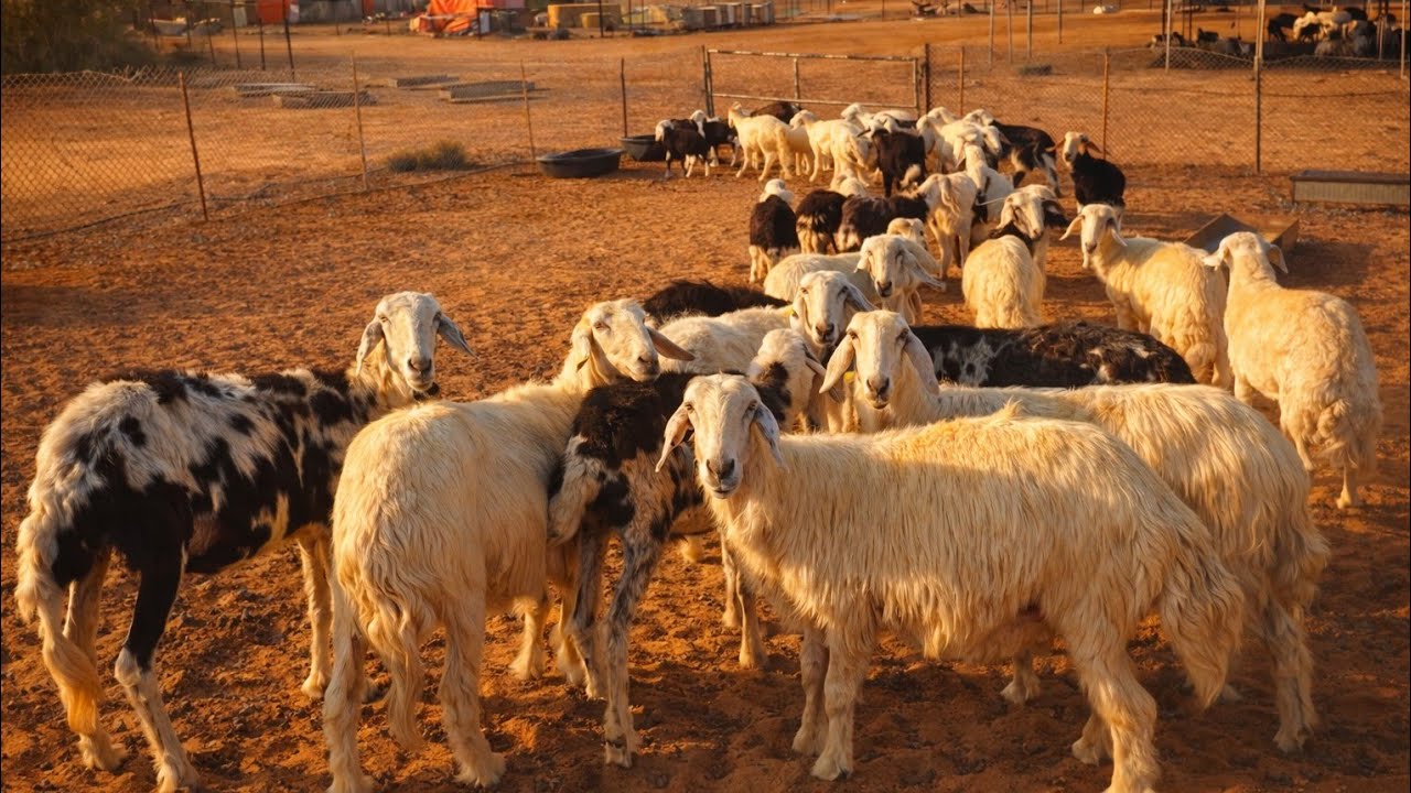 Час тишины на ферме | Овцы и ягнята с утками, верблюдами и курами