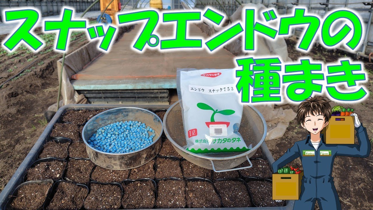 【スナップエンドウの種まき】2026年野菜の栽培スタート！