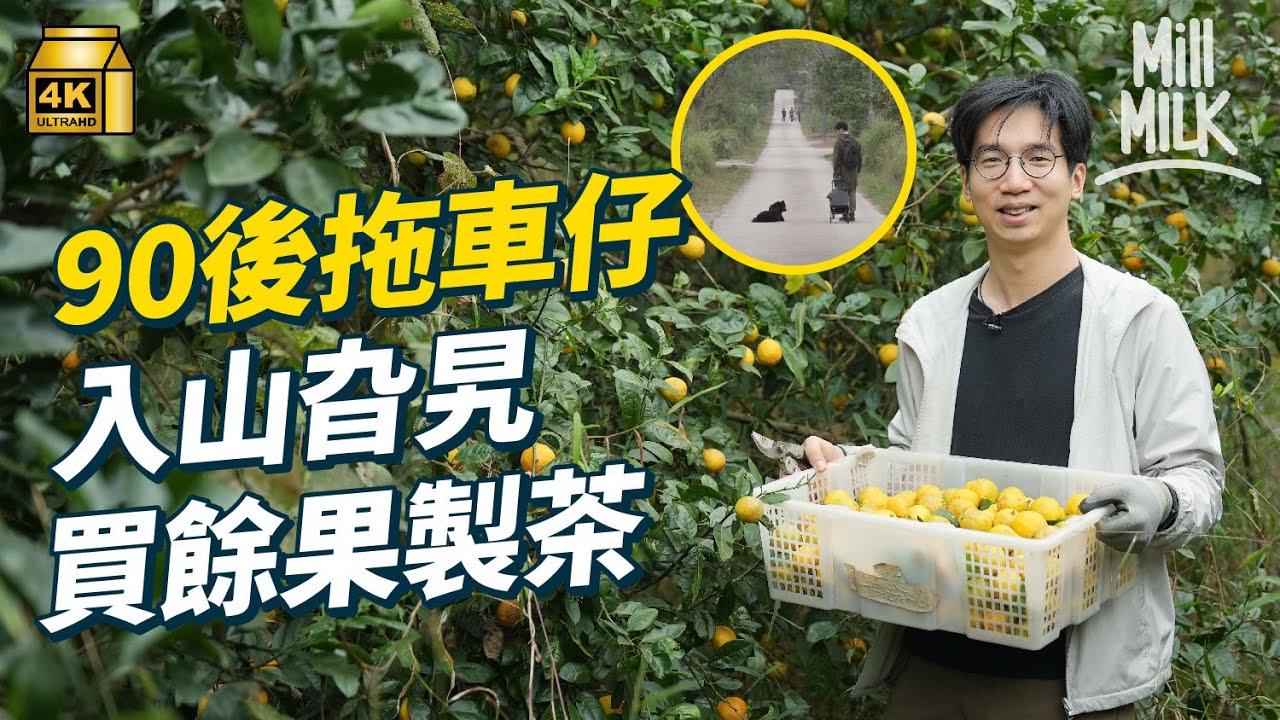 #MM｜90後走入山旮旯買本地獨特風味水果製茶 望讓港人嚐香港味道 梅子林村曾經盛產柑桔 復耕種過100棵柑橘 走遍山旮旯小村尋巨型奶蕉、高山咖啡、山檸柑｜#700萬種生活 #4K
