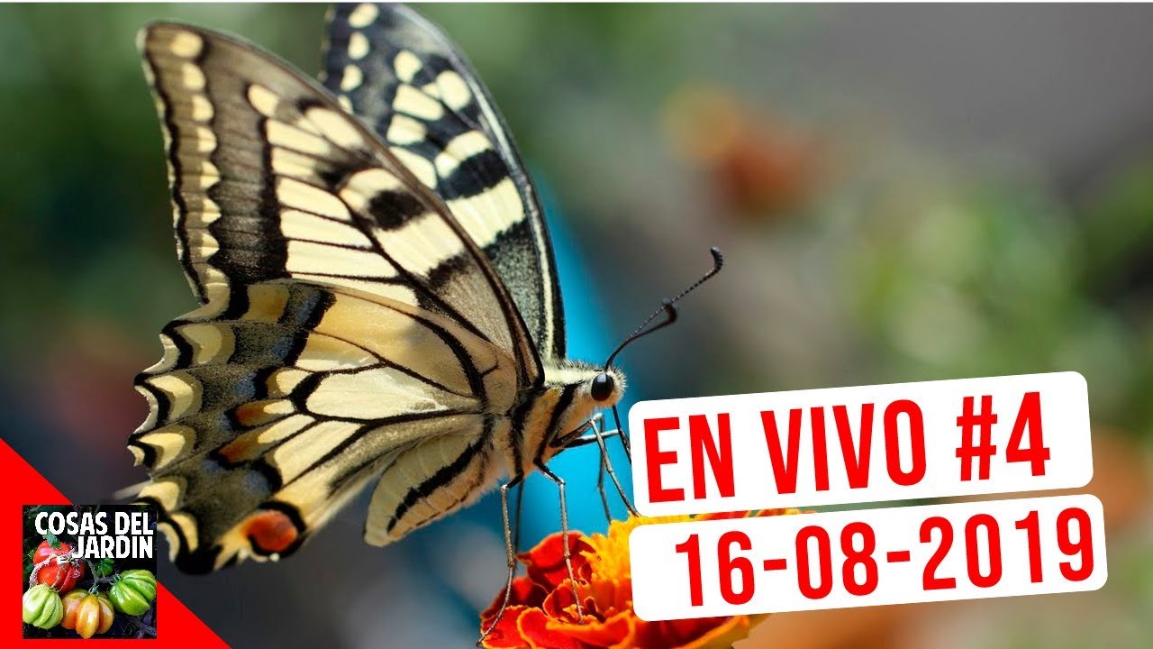 COSAS DEL JARDIN - EN VIVO 16-08-2019 - Preguntas y Respuestas #4
