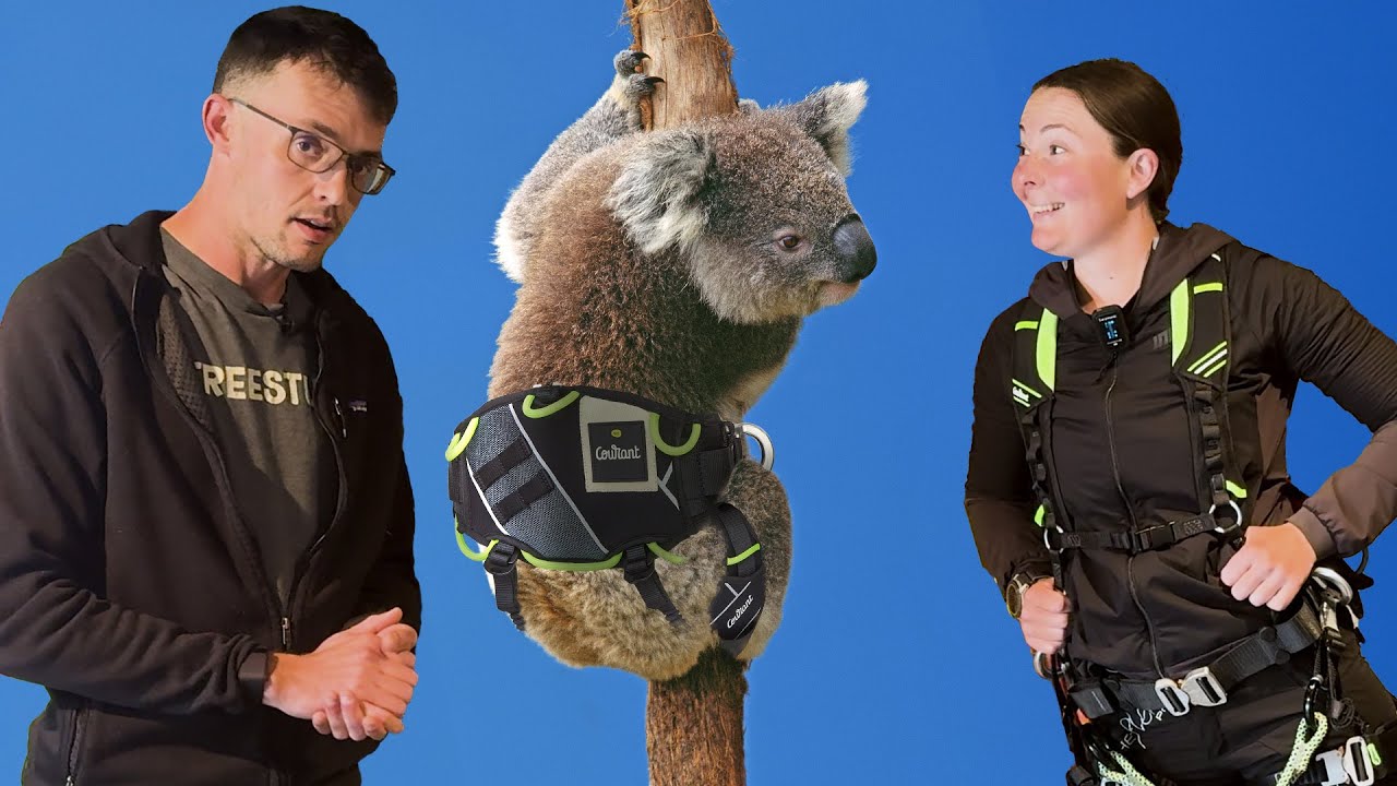 In-Depth with the Courant Koala Climbing Harness - TreeStuff Closer Look