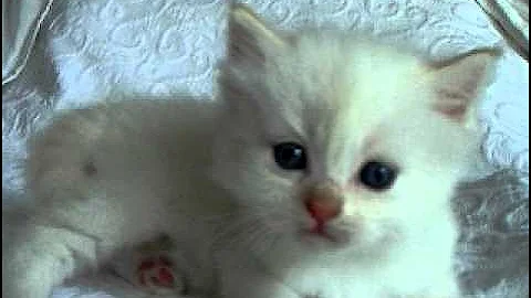 Watch the video about Flame mitted lynx male ragdoll kitten