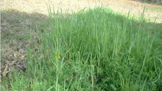 Time Saving Gardening Techniques That Get Results!