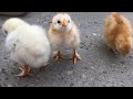 Come ottenere il 100% delle schiuse incubando uova di gallina 🐓