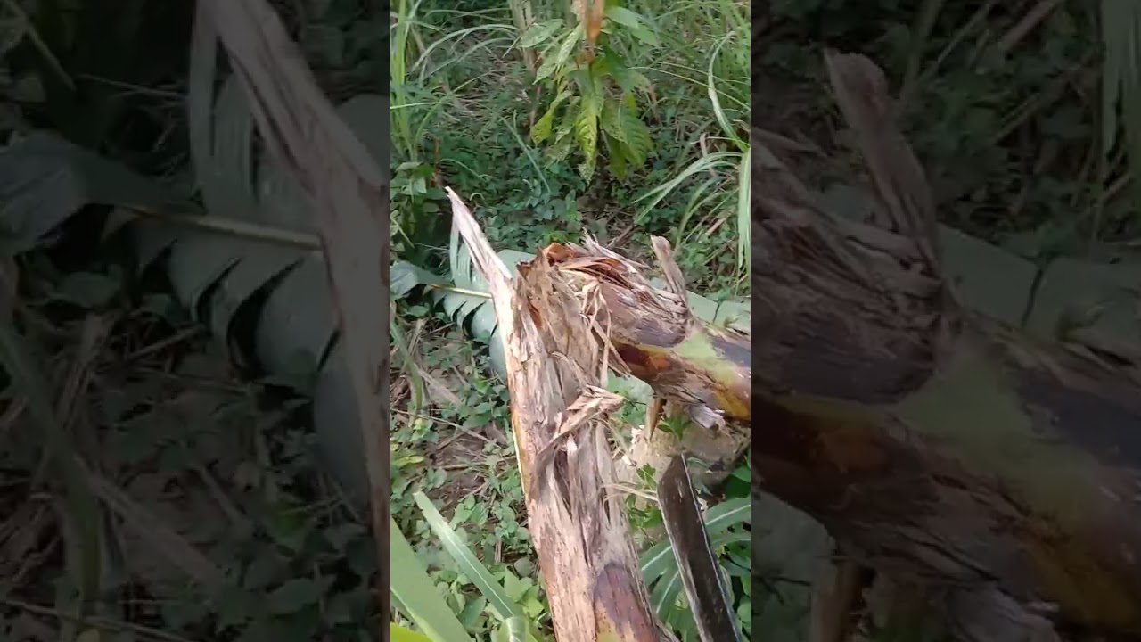 Panen pisang raja bulu dan pisang barlin 