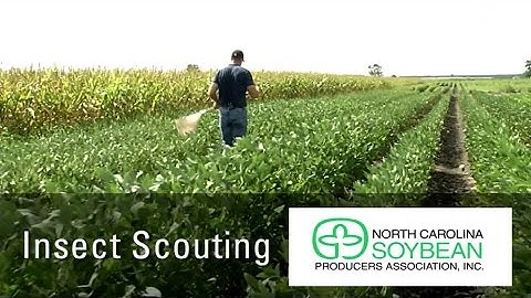 Scouting for Insects in Soybeans