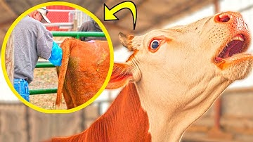 FARMING 2024! ROBOTIC MACHINE COW MILKING GRINDING AND CLEANING POWERHOUSE MACHINES MILKING FEEDING