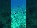 Exploring the Underwater World, Philippines, One Life Adventures from Eva M. 🇵🇭