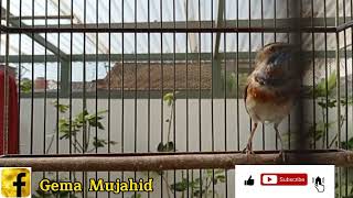 Download Lagu Suara Burung  Bluethroat Gacor (impor Rusia) Luscinia svecica MP3