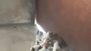 Щенки Джекраселы Раздерают Кота