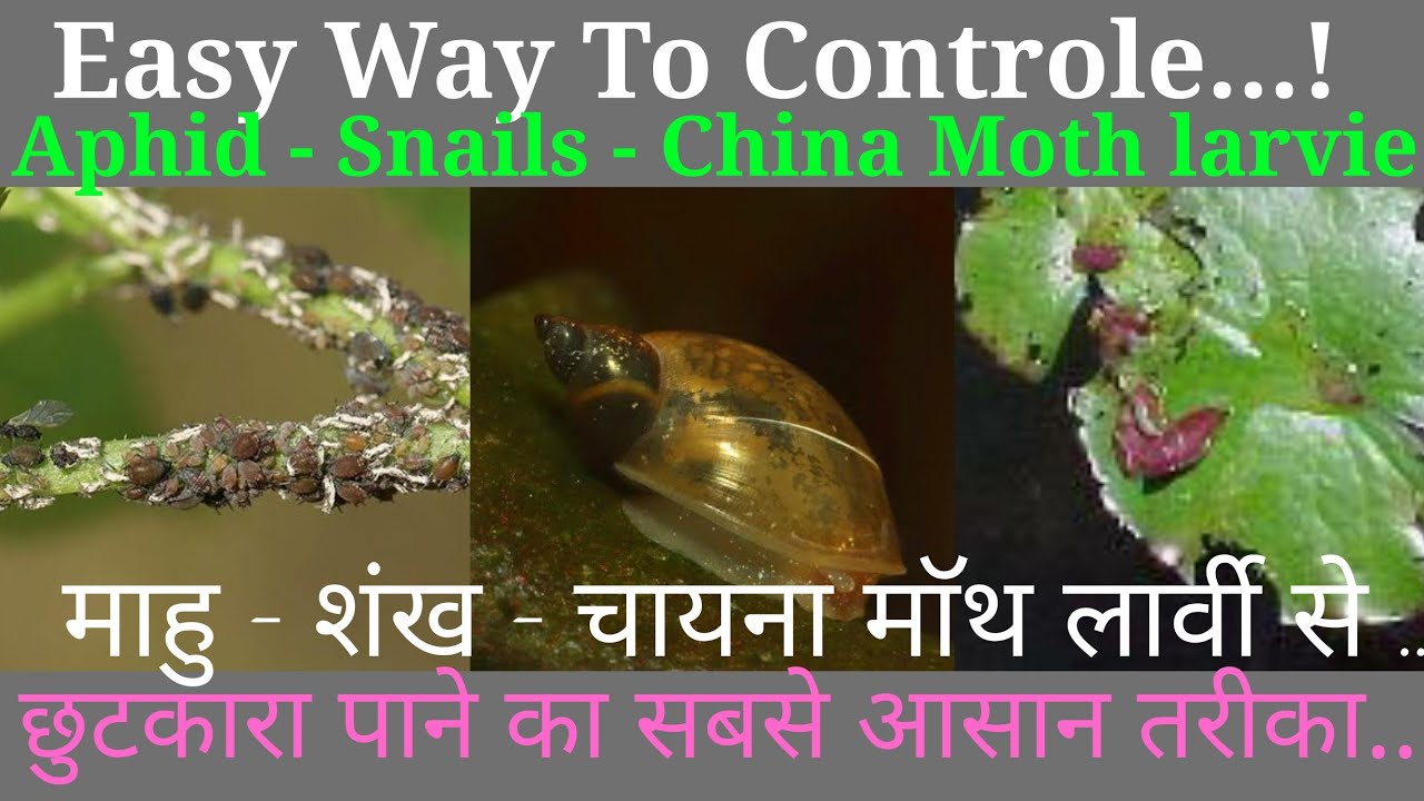How to Control Aphid, Snails and Larvie from Waterlily and Lotus in