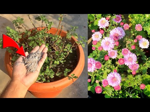 Video: Moeders bloeien niet - Tips om chrysanten te laten bloeien
