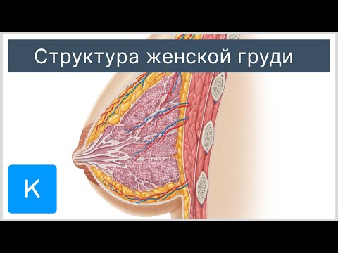 Видео: Есть ли функция млечных желез?