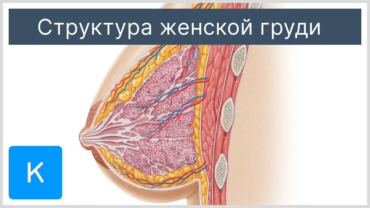 Структура женской груди - Анатомия человека | Kenhub