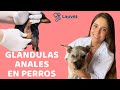 GLÁNDULAS ANALES EN PERROS | Todo lo que debes saber - Lauvet