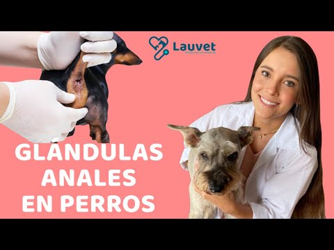 Video: La Salud De La Glándula Anal Es Una Prioridad De Salud Para Las Mascotas