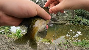 Finding SHELLCRACKER in the FALL, fishing with live bait!