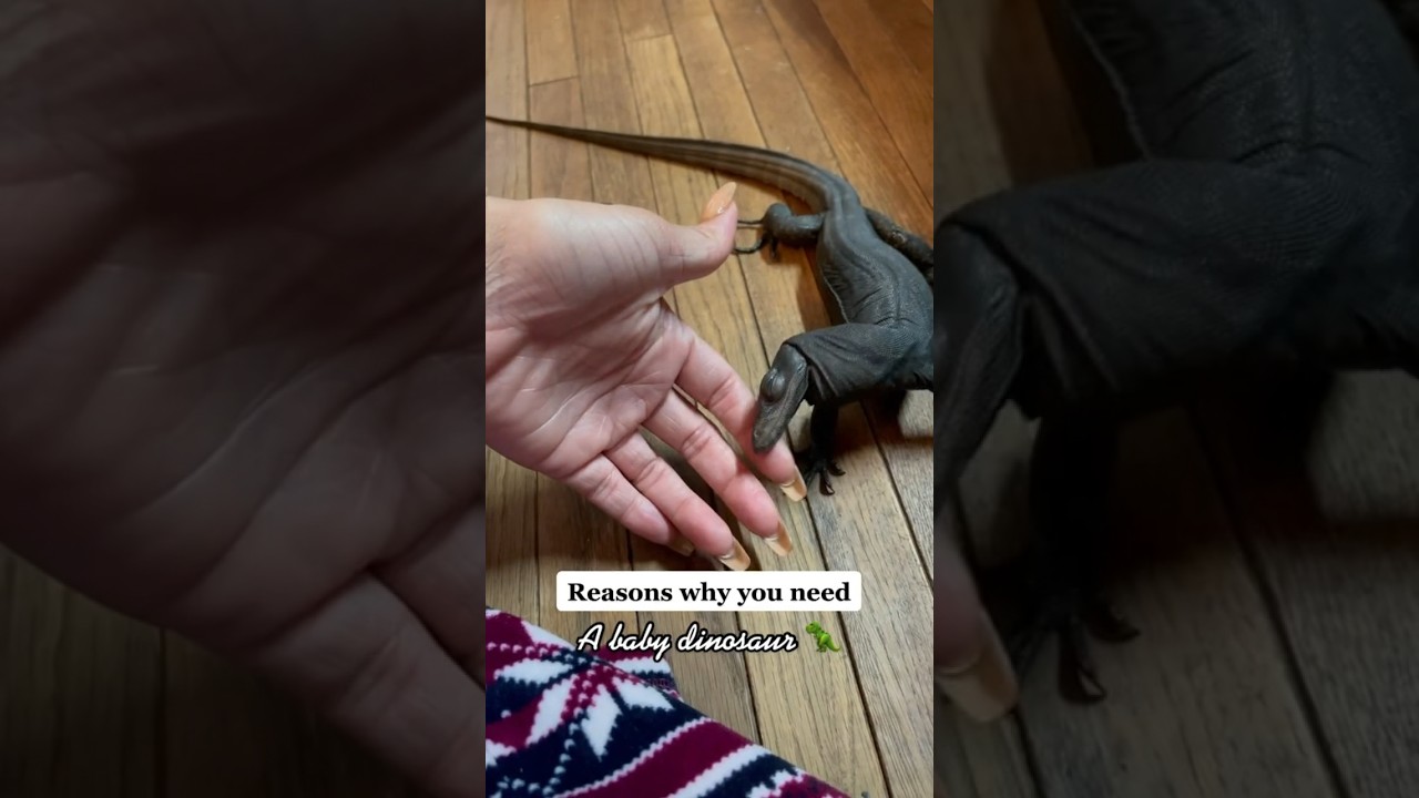 Although KxK is cute they are large lizards. The 2nd largest in the world. Not a pet for everyone.