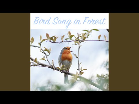 Bird Song in Forest Sequence 13