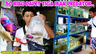 Hunting 3 predator fish in the ornamental fish shop in Indonesian