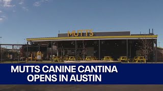 Mutts Canine Cantina opens in Austin | FOX 7 Austin