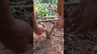 Teknik Mudah Mencabut Singkong