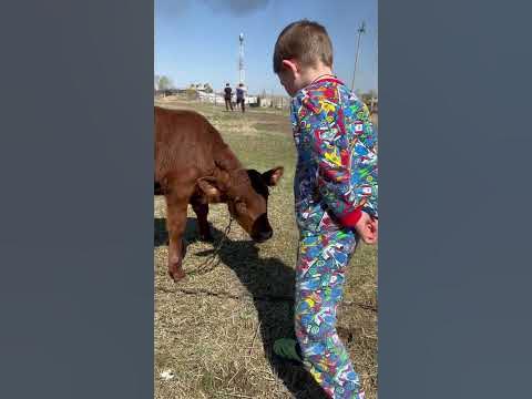 Горит деревня #деревня #shorts #теленок - YouTube