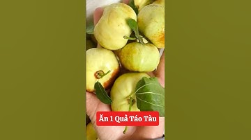 Ăn Táo Tàu tăng cường sức khoẻ cây lại dễ trồng dễ chăm🥰☎️092.391.6866 #nhavuonngoclam #cayanqua