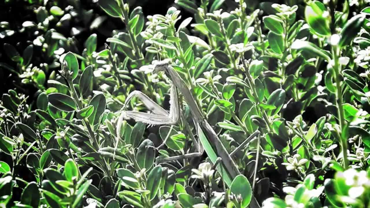 Расстановки по Хеллингеру в Москве - YouTube