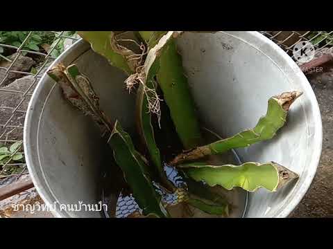 วีดีโอ: วิธีขยายพันธุ์แก้วมังกร - วิธีขยายพันธุ์พืชพิทยา