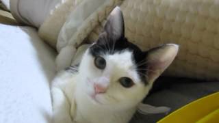兄妹ねこ くろ&むぎ 20141217 3
