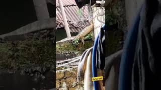 detik2 biawak besar masuk ke dalam rumah⁉️😱😱 #biawak #shorts #viral