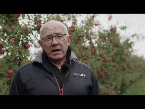 Video: Barberry Care. Dekorativt Och Frukt. Plantering Och Odling. Foto