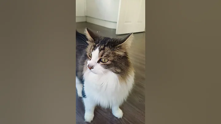 Video 11643351: mainecoon cutecat cat