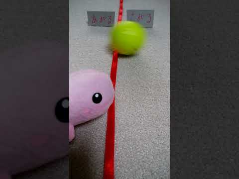 サンヨー株価は上がるか？下がるか？コンギョ君の株価占い！投資は自己責任で当チャンネルは責任とりません。