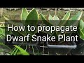 How to propagate dwarf snake plant