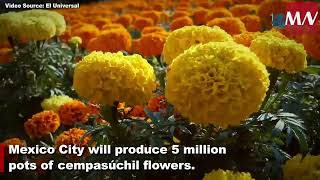 5 million cempasúchil flowers to be harvested in Mexico